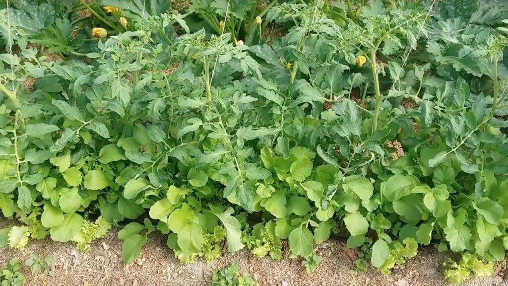 Jardin de legume