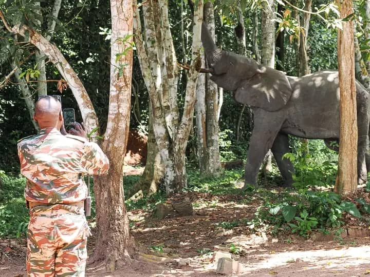 Les étangs piscicoles de Bayanga dévastés par des éléphants.