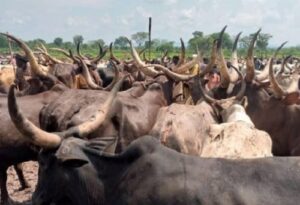 Transhumance
