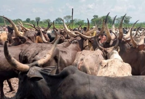 Transhumance